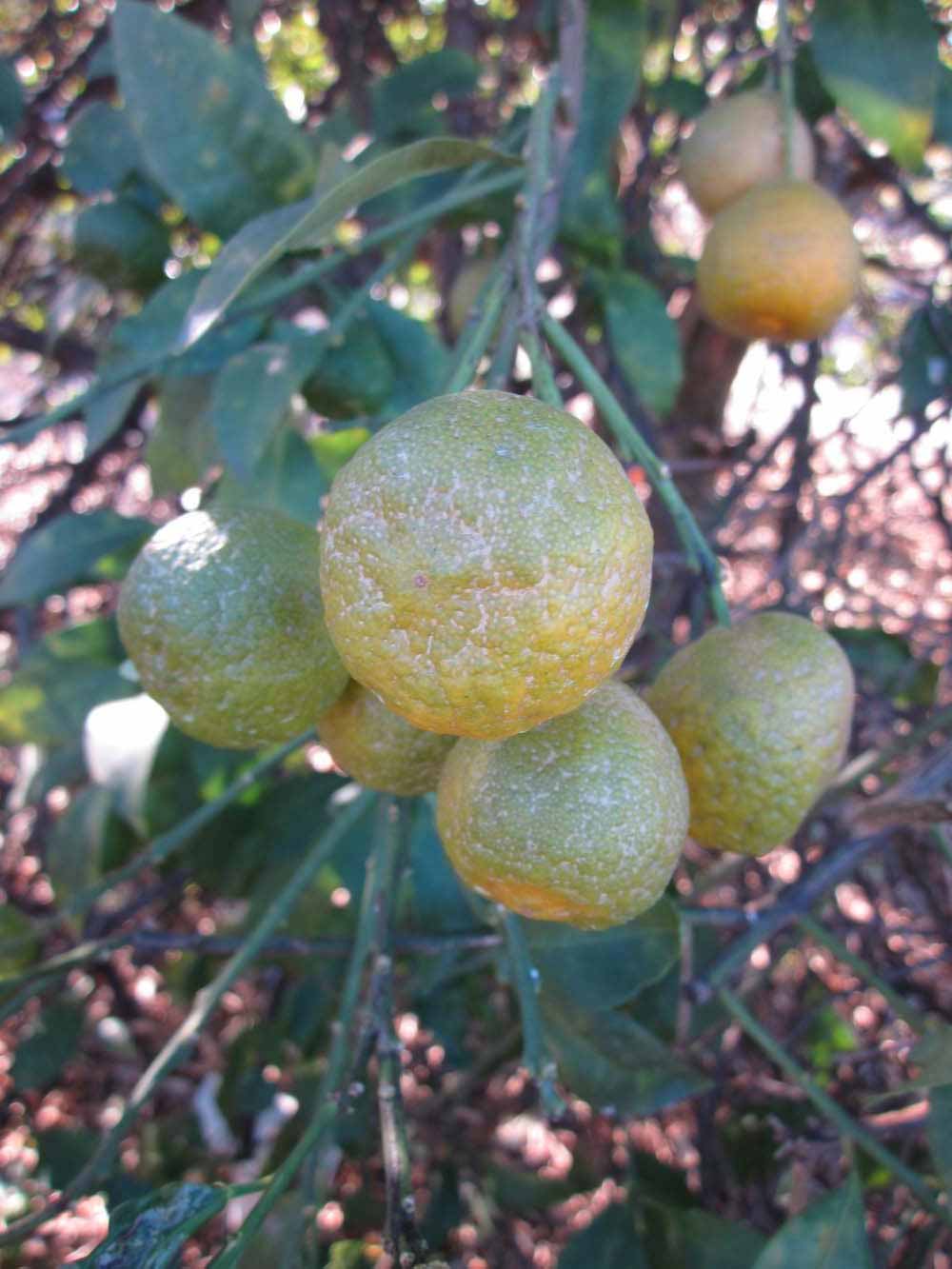              Fruit (Winter Haven, FL)       